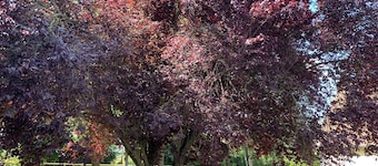 Chambre à la Campagne