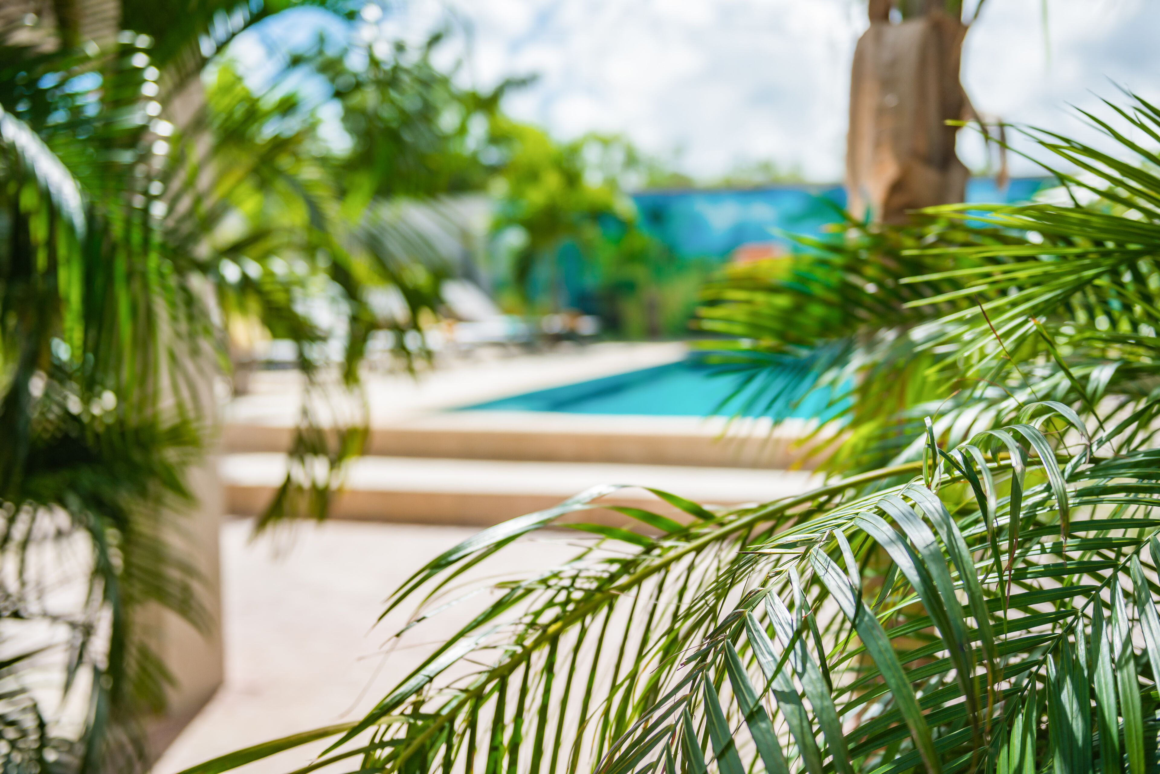 A pool area with palm trees and a clear blue sky.