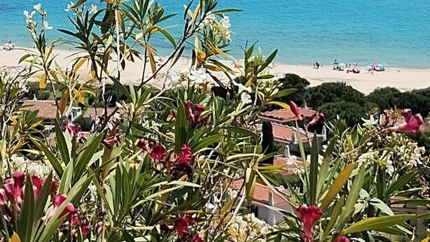 Une vue côtière avec une plage, un ciel dégagé et une végétation luxuriante au premier plan.