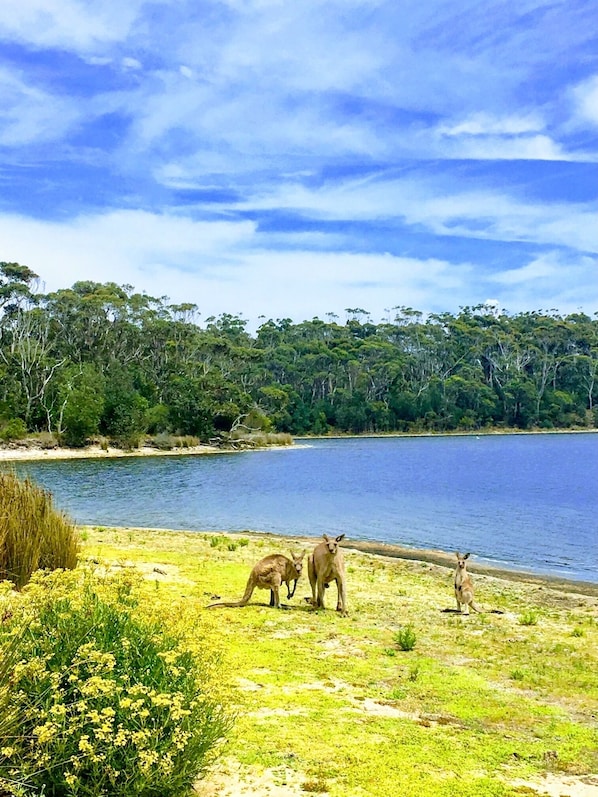 A natural landscape with a lake, grassy area, and trees. - Cosy mud brick cottage in a serene bush setting, near Tathra. 2 beds, sleeps 4. (Tanja)