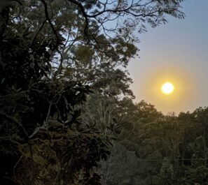 A sun setting behind dense foliage. - Rustic mudbrick  cottage in a quiet bush setting, near Tathra. 2 beds, sleeps 4. (Tanja)