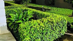 A well-maintained garden with neatly trimmed hedges and a variety of plants, illuminated by a street lamp at night. - Cosy family villa providing a relaxing atmosphere in Tema .Close to restaurants. (Tema)