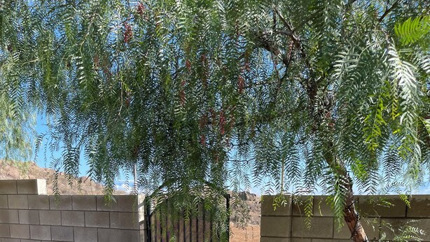 A gated entrance with a metal gate, a concrete curb, and a tree with green foliage. - Guest house at a private resort in Good Hope Area (Perris)