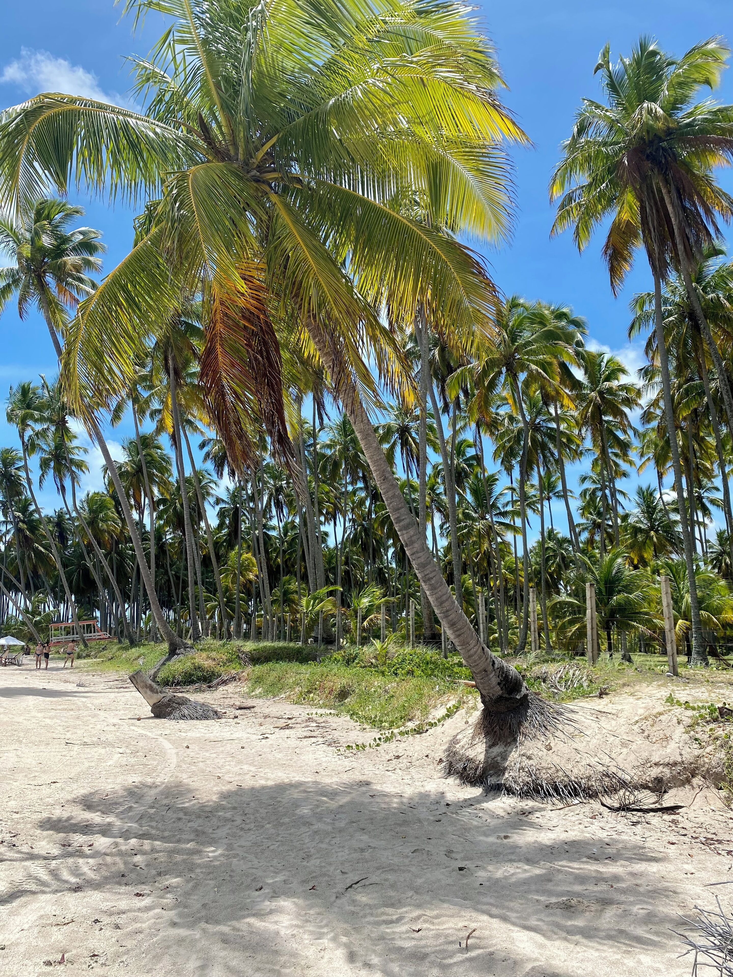 Strand