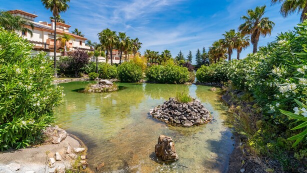 A clear water feature with rocks, surrounded by lush greenery and palm trees, with a building in the background.