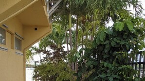 Un sentiero conduce a un edificio con facciata gialla, circondato da diverse piante e alberi.