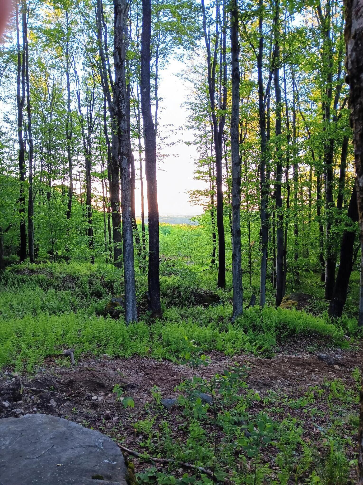 A forest with tall trees and a dirt path.
