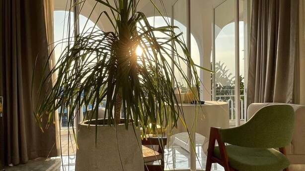 A modern living room with a large potted plant, a green chair, and a dining table. - CASA PAPA Home&Space (Nakhon Chai Si)