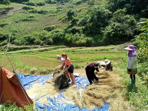 Um grupo de pessoas trabalhando com feno em um campo, com uma tenda e uma lona azul por perto.