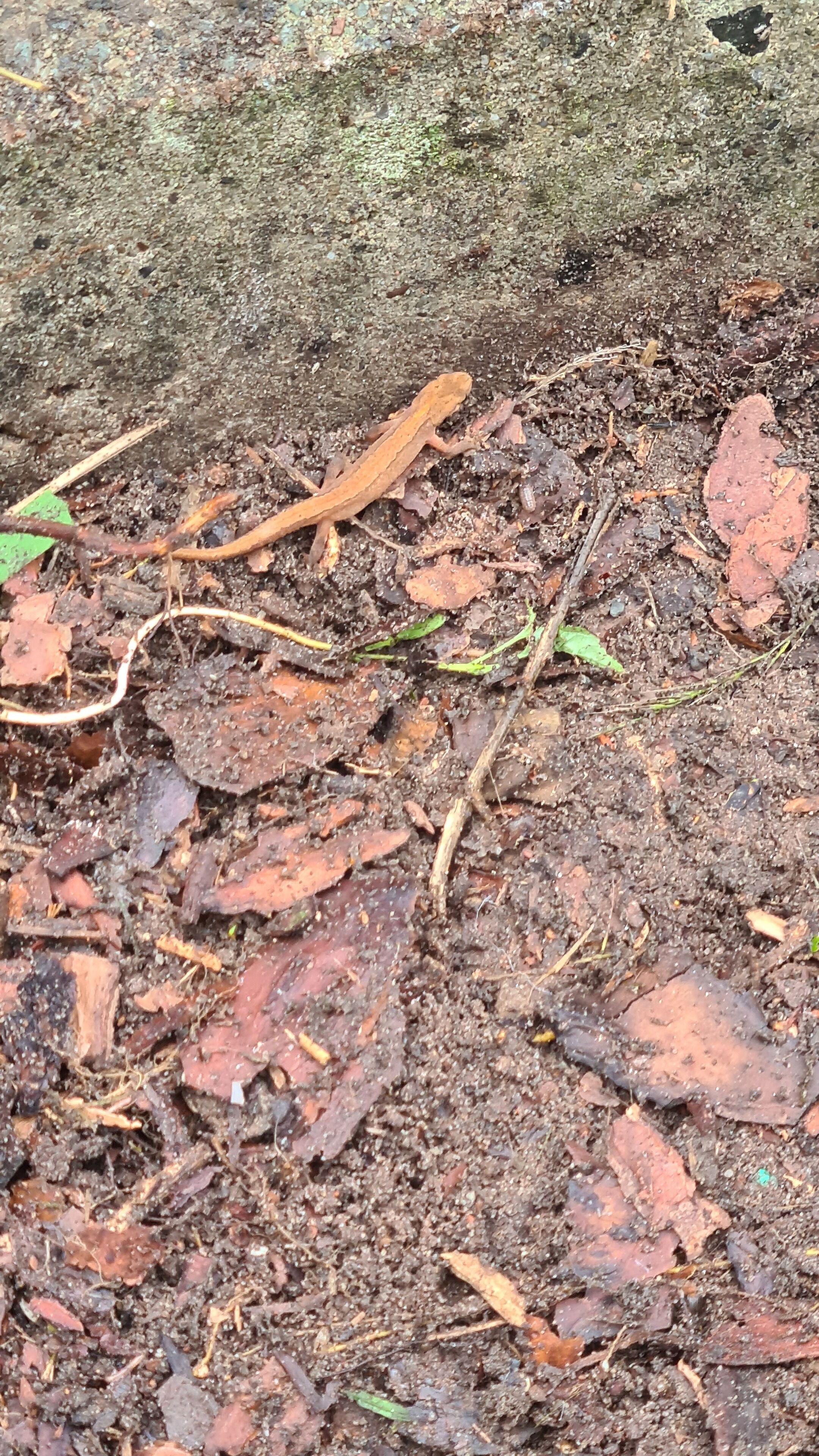 Primer plano de una superficie con tierra, hojas y ramitas.