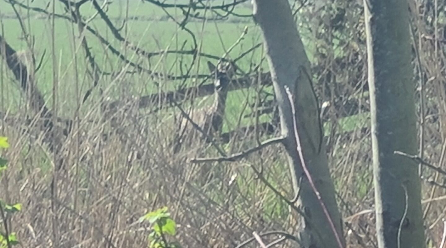 Ländliche Landschaft mit Baum und Zaun im Vordergrund.