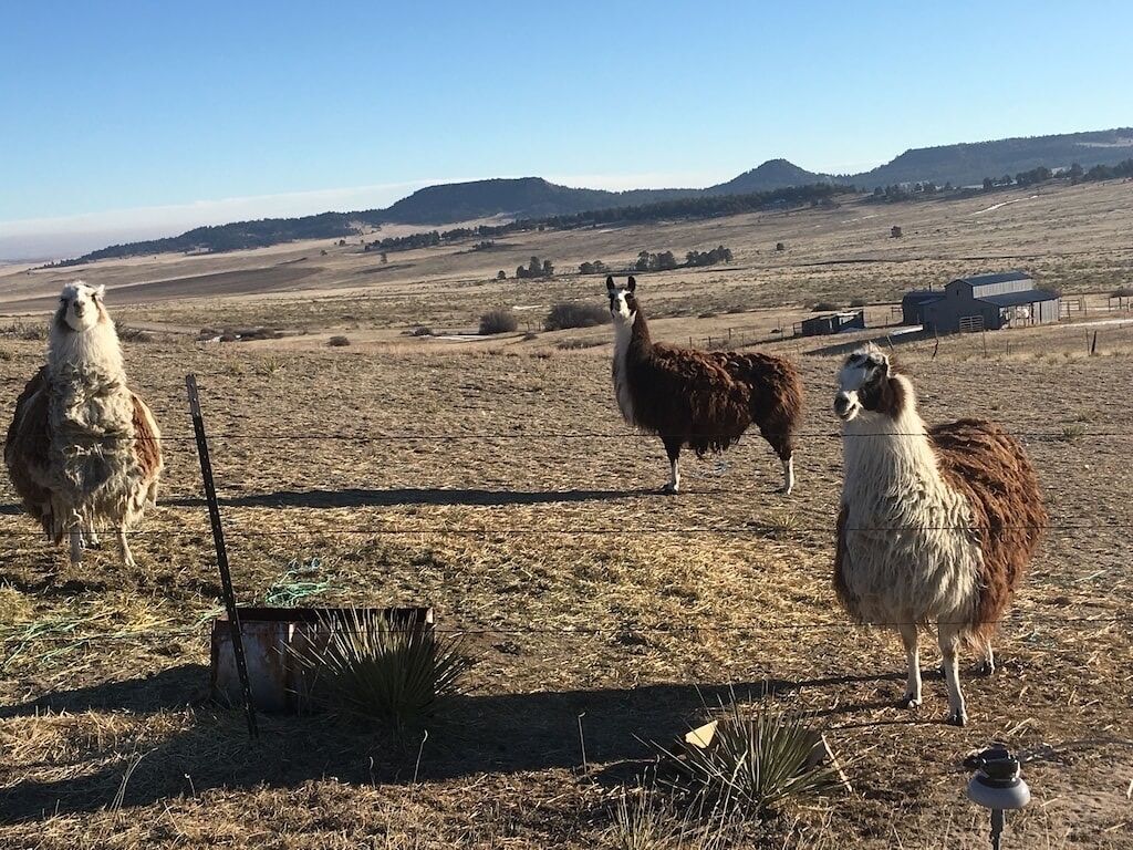 Een landelijk landschap met drie llamas die in een veld staan, een metalen hek en een schuur op de achtergrond.