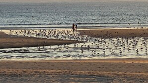 Ein Strand mit sandigem Ufer und ruhiger See.