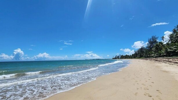 A beach with clear blue water, sandy shore, and palm trees.