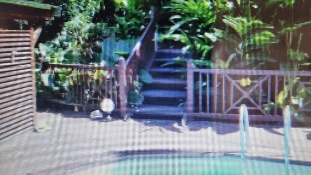 A pool area with steps leading down to a water feature surrounded by lush greenery.