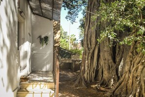 A narrow pathway flanked by a building and a large tree with extensive roots.