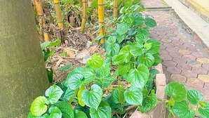 Un patio con un camino de piedra, plantas verdes y cañas de bambú.