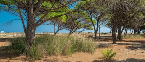 A coastal area with trees and a sandy path.