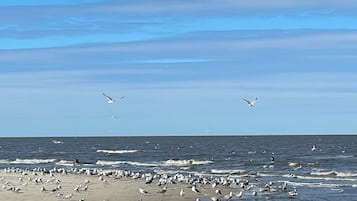 Nära stranden och solstolar