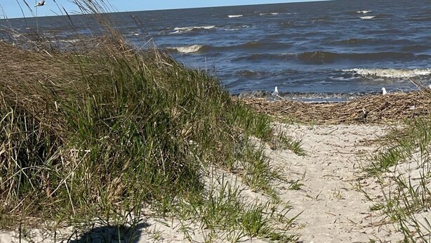 Una playa con arena, césped y el océano.