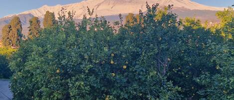 A lush orchard with ripe lemons in the foreground and a snow-capped mountain in the background.