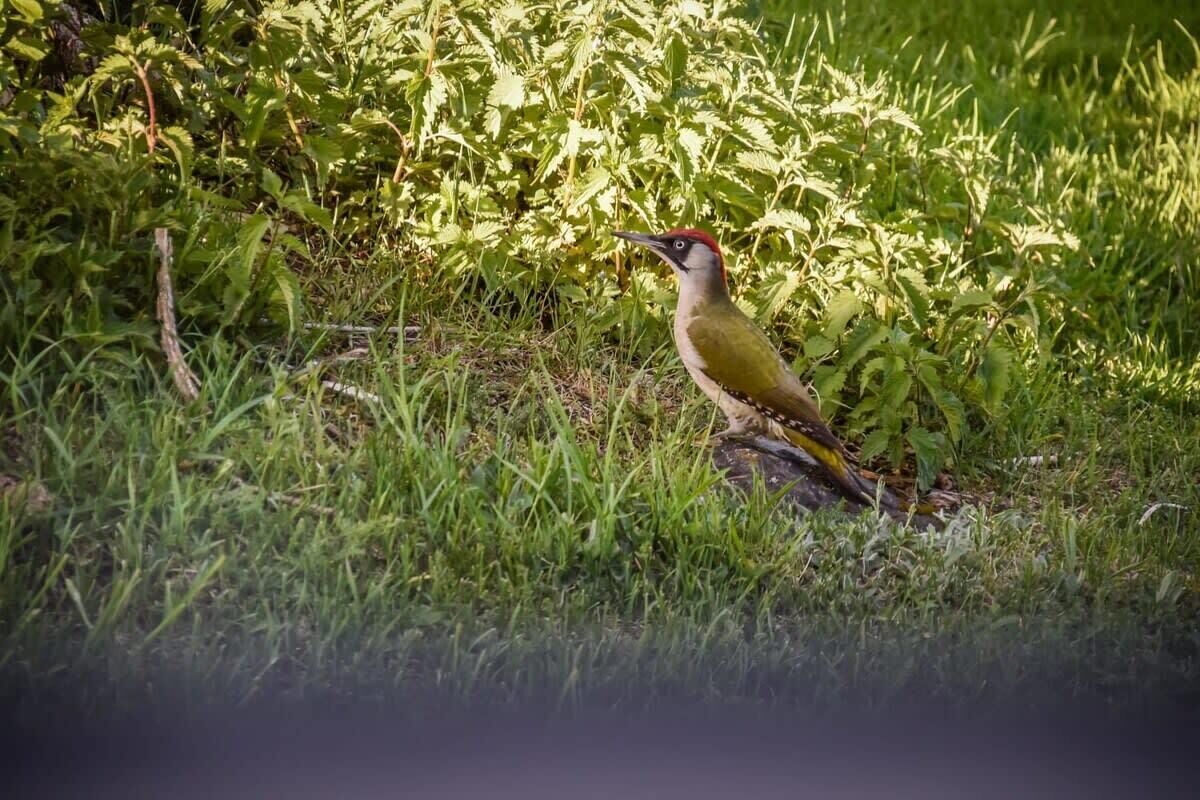 Un uccello in un ambiente naturale, tra erba e vegetazione.