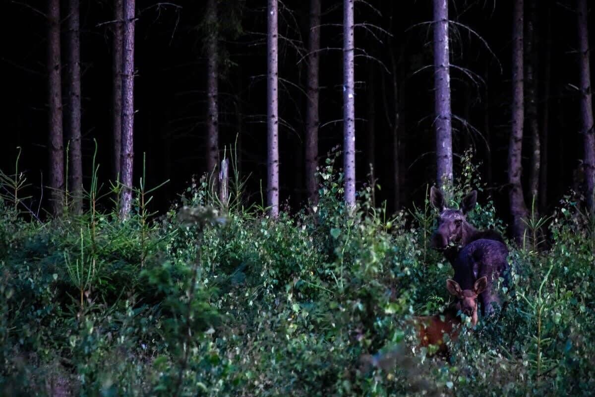 A forested area with tall trees and dense underbrush.