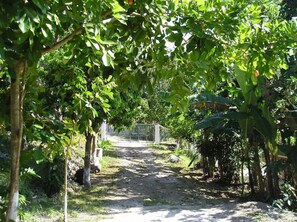 Property grounds - Moves Rasta Cottage in Negril (Negril)
