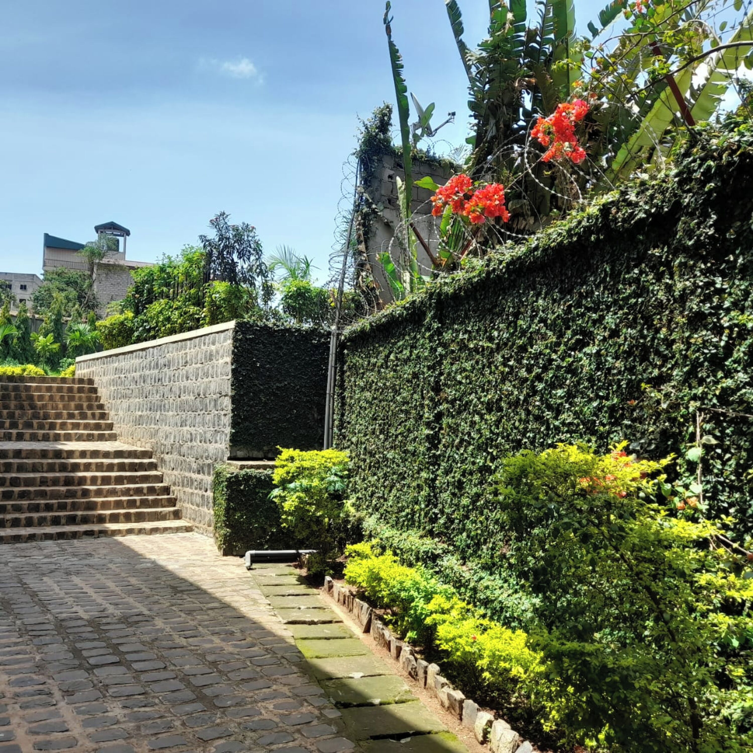 A stone staircase leading up to a building with a stone wall and a hedge with red flowers.