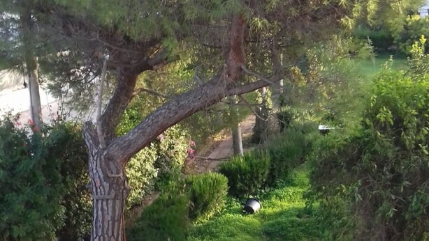 A tree with a ladder and tire swing attached to its trunk.