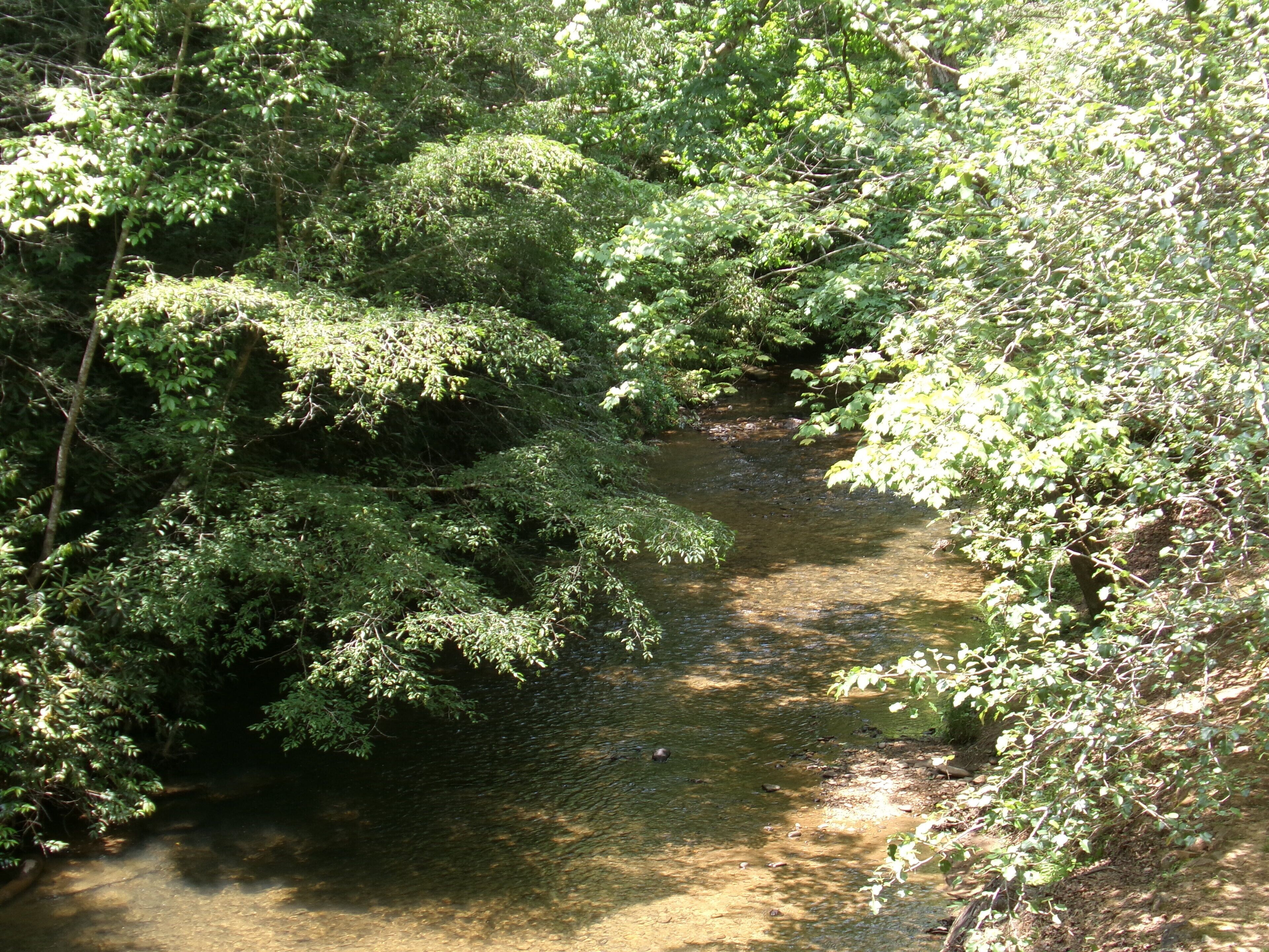 A natural landscape with a stream surrounded by dense foliage.