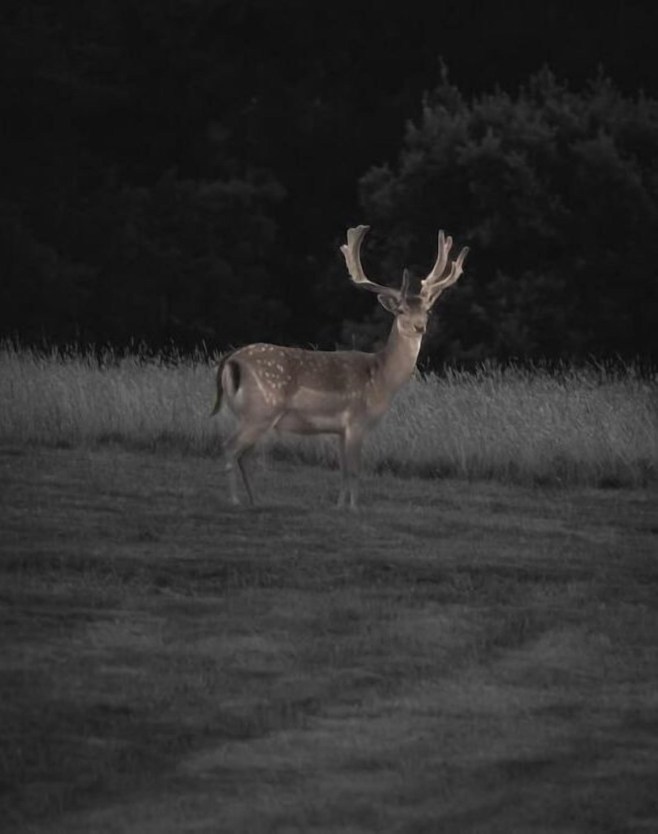 A deer in a field at night.