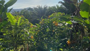 A lush, tropical garden with dense foliage and banana trees. - Sunrise  (Drake Bay)