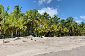 A beach with palm trees and scattered rocks.