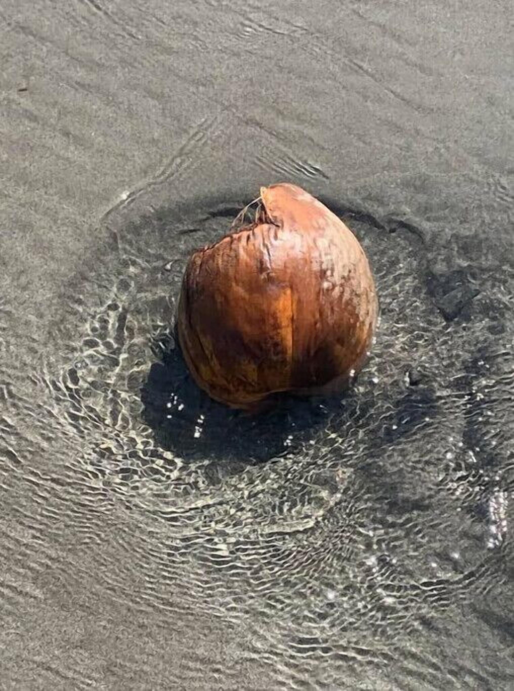 Un coco solitario sobre arena, con ondas de agua a su alrededor.