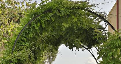 Olives and Vines all Season Villa