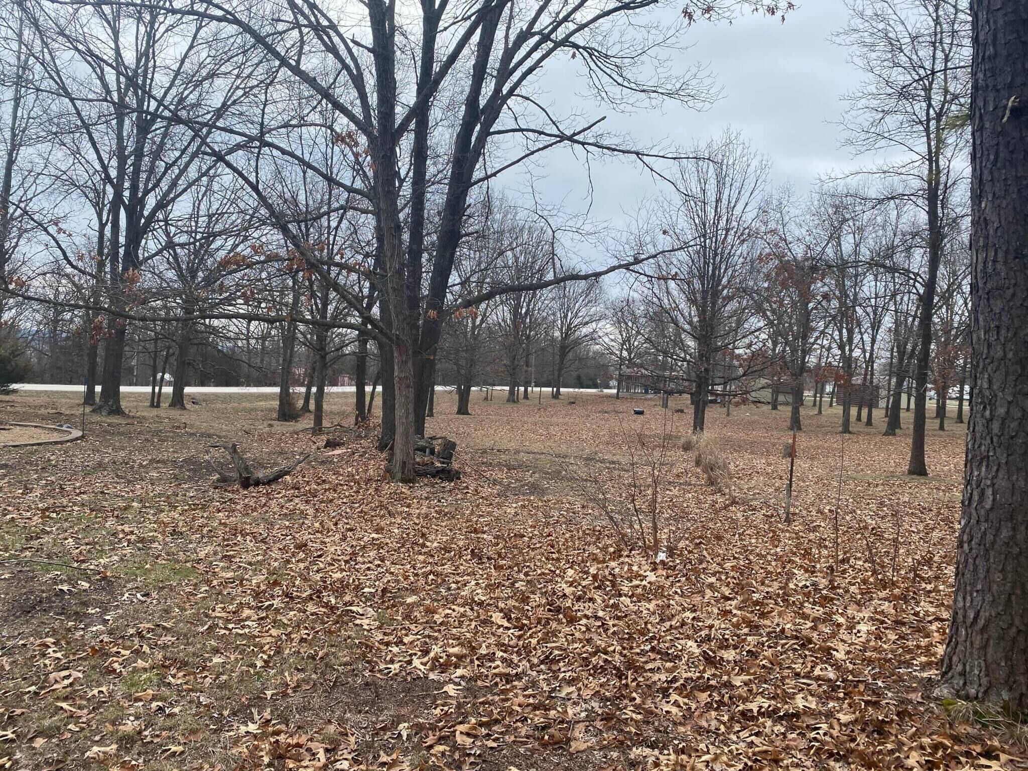 A park with leaf-covered ground and bare trees.