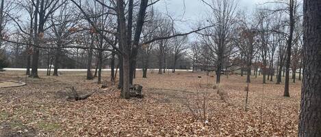 A park with leaf-covered ground and bare trees.