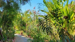 Un sendero bordeado por exuberante vegetación tropical, con palmeras y diversas plantas verdes.