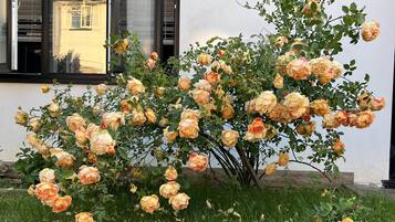 Studio, 1 Queen Bed with Sofa bed | Property grounds