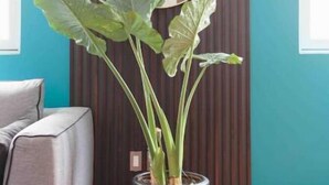 A potted plant with large leaves in a modern room with teal walls and a large mirror. - Designful Apartment in Trendy Roma Norte/Condesa (Ciudad de México)