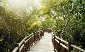 Stroll along the winding boardwalk surrounded by lush greenery, taking in the serene atmosphere.