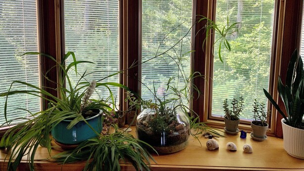 A window with multiple potted plants on a wooden ledge. - Down the road from Bayview Beach on Ferry Rd! Bright, and newly furnished 2 BR. (Saco)