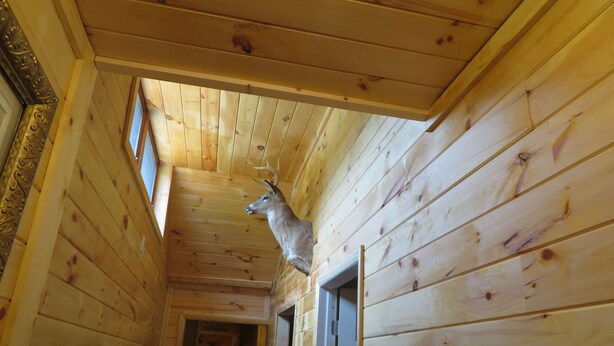 Ein schmaler, hölzerner Flur mit einem an der Wand befestigten Hirschkopf, einer Tür und einem Fenster auf der linken Seite.