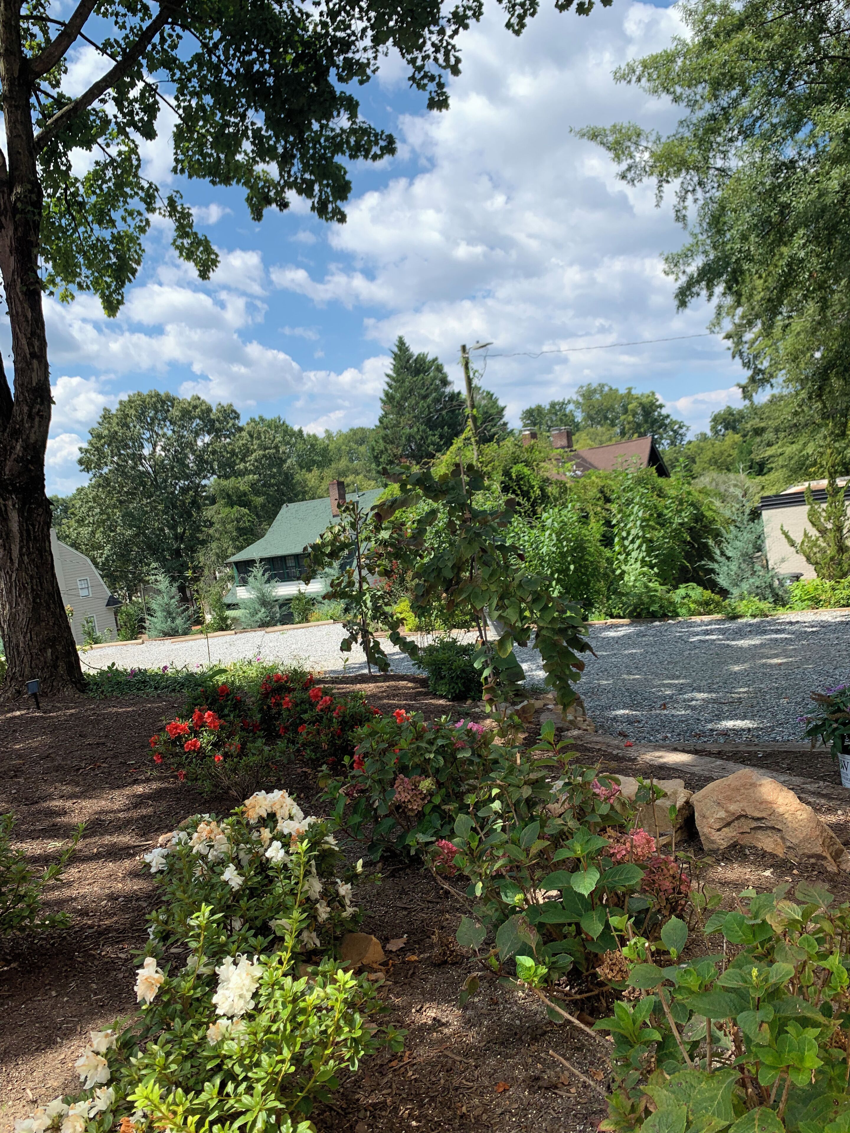 A garden with various plants and flowers, a tree, and a house in the background.