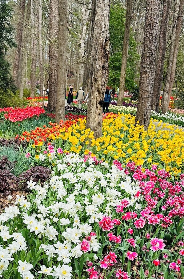 A garden with various flower beds and tall trees. - Walk to downtown, spas, shops & bike trails- stylish, affordable, pet friendly (Hot Springs)