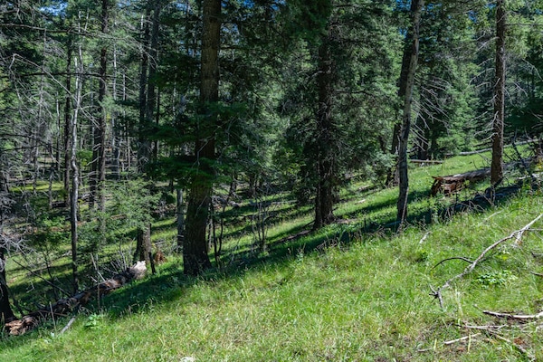 Forest next to Cabin