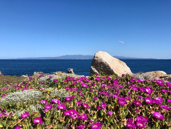 Eine Küstenlandschaft mit einer großen Felsformation, leuchtend violetten Blüten und freiem Blick auf das Meer und ferne Berge.