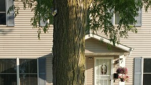 A tree with a thick trunk and a well-maintained lawn in front of a house with a front porch and a window with shutters. - Beautiful 3br, 1.5 bath townhouse centrally located in the heart of Milwaukee. (Milwaukee)