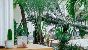 An outdoor patio area with wooden tables and benches, surrounded by various tropical plants and a white structure.